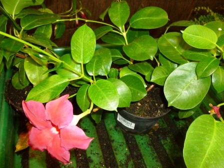 [Foto de planta, jardin, jardineria]