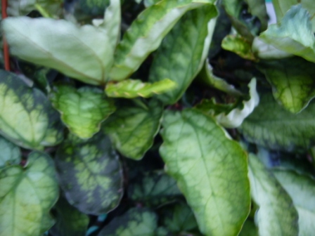 [Foto de planta, jardin, jardineria]