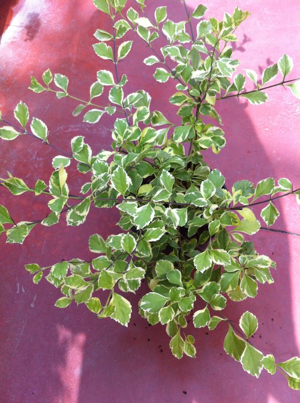 [Foto de planta, jardin, jardineria]