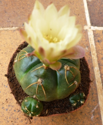 [Foto de planta, jardin, jardineria]