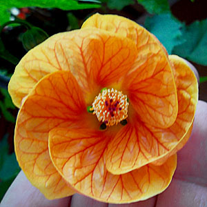 [Foto de planta, jardin, jardineria]