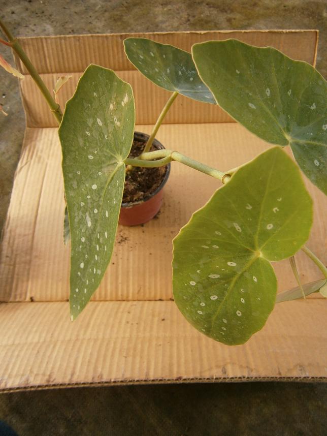[Foto de planta, jardin, jardineria]