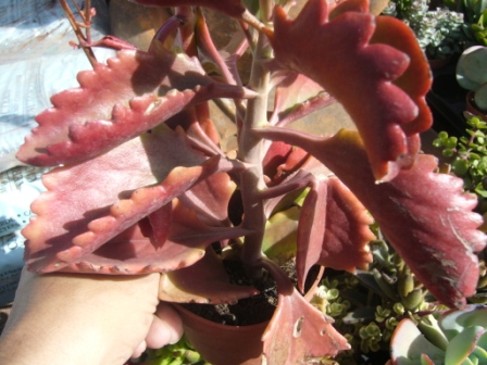 [Foto de planta, jardin, jardineria]