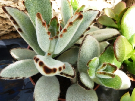 [Foto de planta, jardin, jardineria]