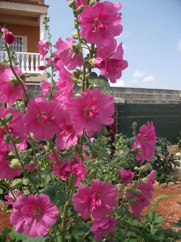 [Foto de planta, jardin, jardineria]