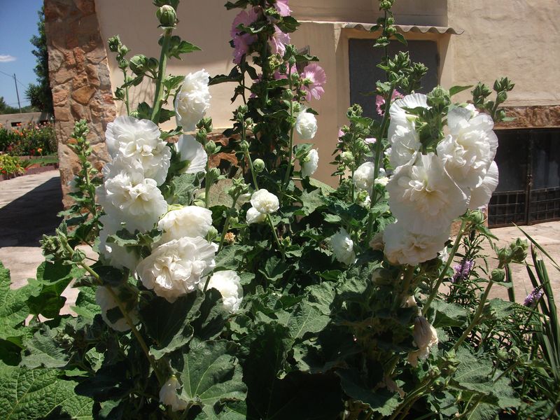 [Foto de planta, jardin, jardineria]