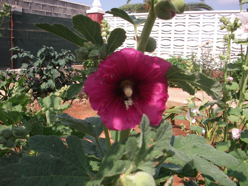 [Foto de planta, jardin, jardineria]