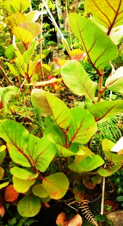 [Foto de planta, jardin, jardineria]