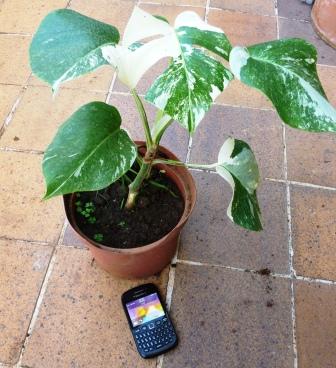 [Foto de planta, jardin, jardineria]