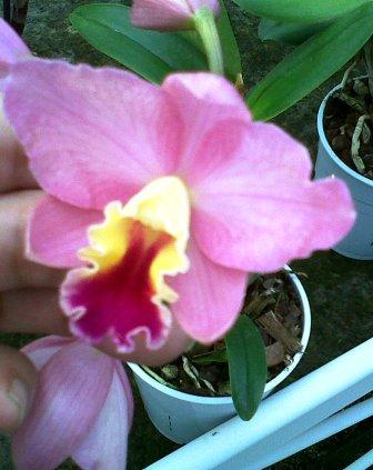 [Foto de planta, jardin, jardineria]