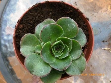 [Foto de planta, jardin, jardineria]