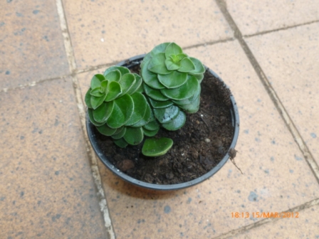 [Foto de planta, jardin, jardineria]