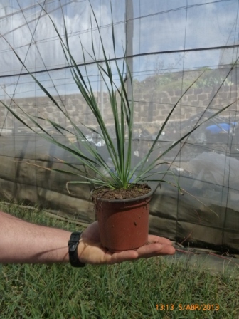 [Foto de planta, jardin, jardineria]
