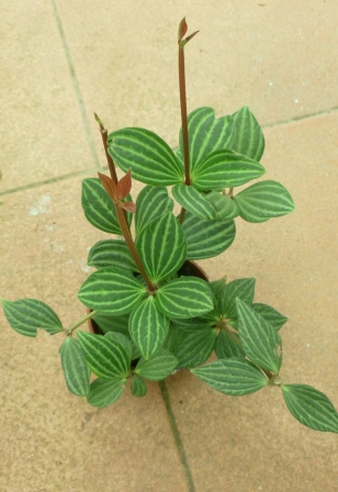 [Foto de planta, jardin, jardineria]