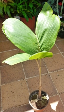 [Foto de planta, jardin, jardineria]