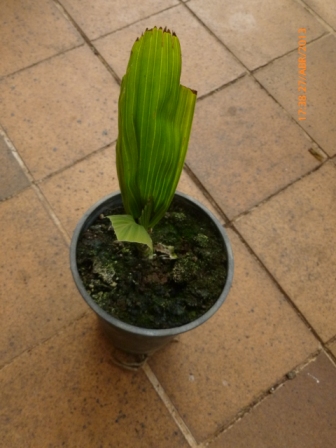 [Foto de planta, jardin, jardineria]