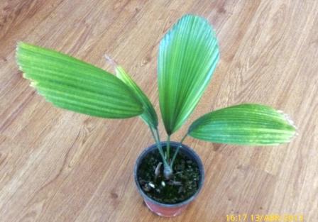 [Foto de planta, jardin, jardineria]