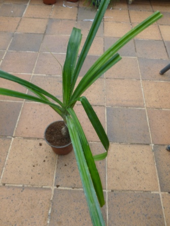 [Foto de planta, jardin, jardineria]