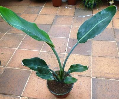 [Foto de planta, jardin, jardineria]