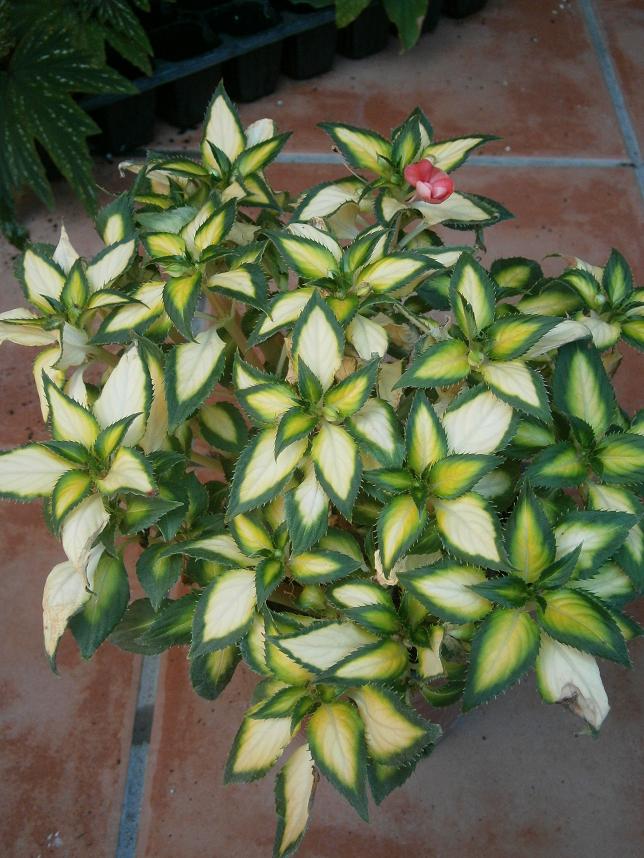 [Foto de planta, jardin, jardineria]