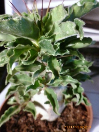 [Foto de planta, jardin, jardineria]