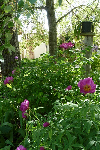 [Foto de planta, jardin, jardineria]