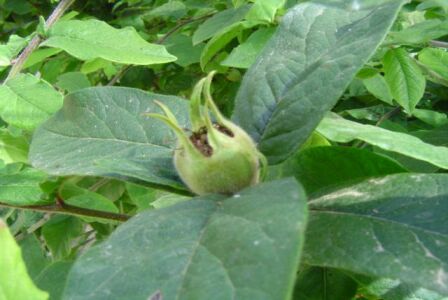 [Foto de planta, jardin, jardineria]