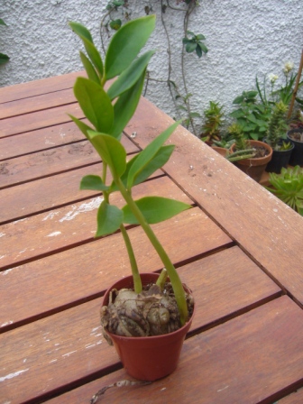 [Foto de planta, jardin, jardineria]