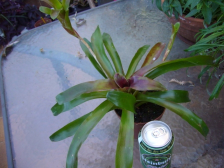 [Foto de planta, jardin, jardineria]