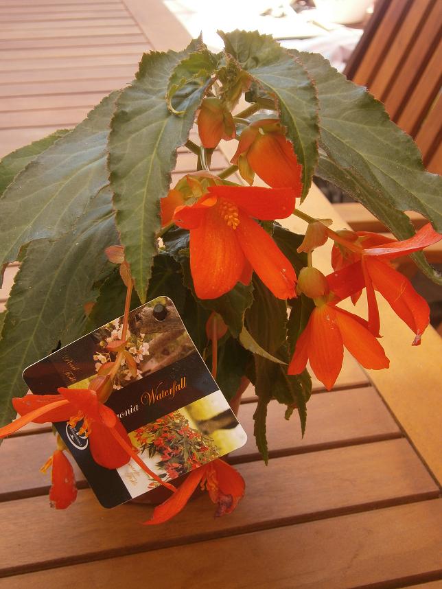 [Foto de planta, jardin, jardineria]