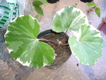 [Foto de planta, jardin, jardineria]