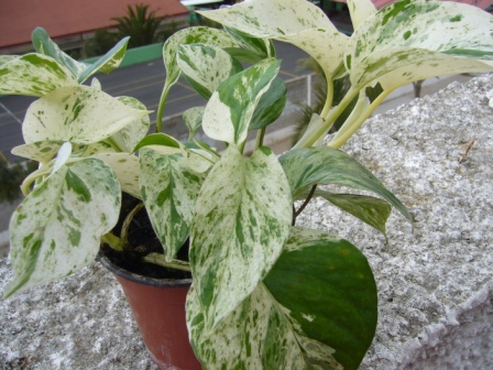 [Foto de planta, jardin, jardineria]