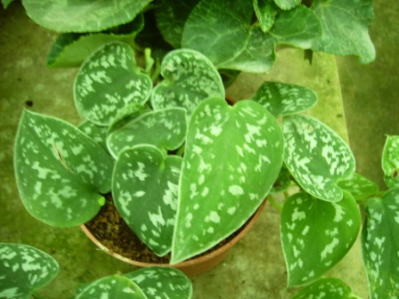 [Foto de planta, jardin, jardineria]