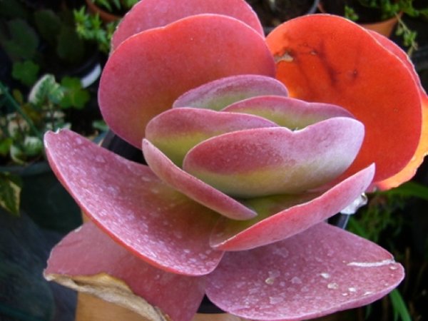 [Foto de planta, jardin, jardineria]