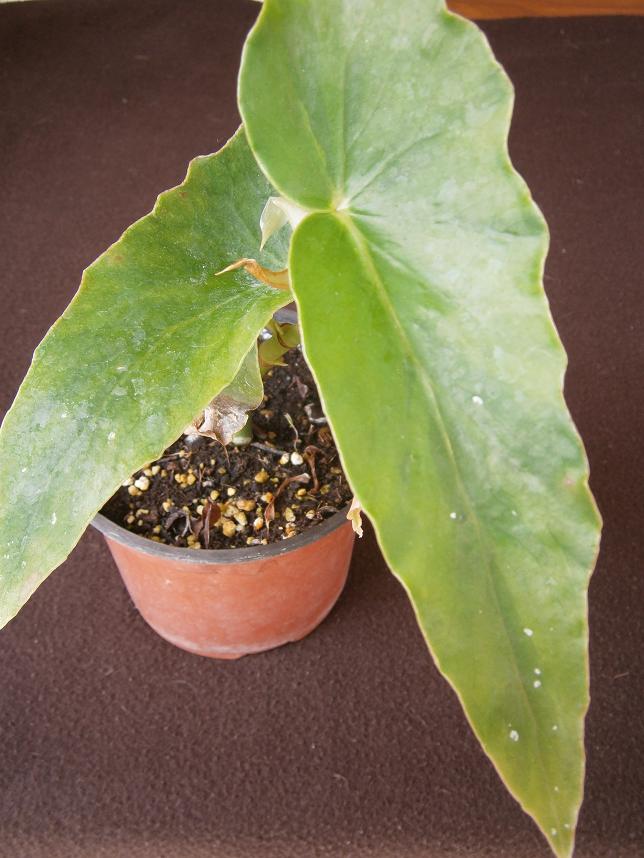 [Foto de planta, jardin, jardineria]