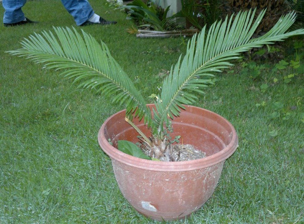 [Foto de planta, jardin, jardineria]