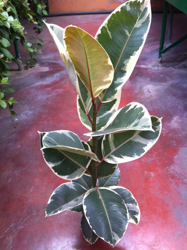 [Foto de planta, jardin, jardineria]
