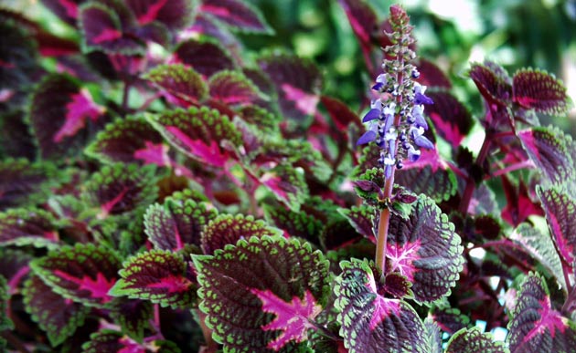 [Foto de planta, jardin, jardineria]