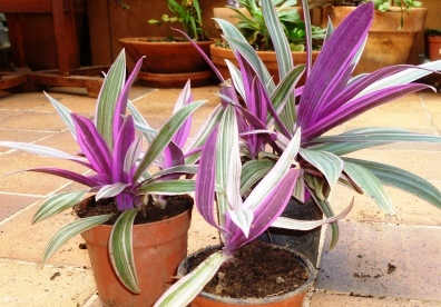 [Foto de planta, jardin, jardineria]