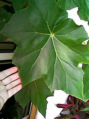 [Foto de planta, jardin, jardineria]
