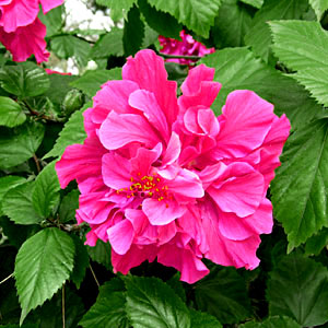[Foto de planta, jardin, jardineria]