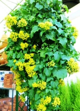 [Foto de planta, jardin, jardineria]