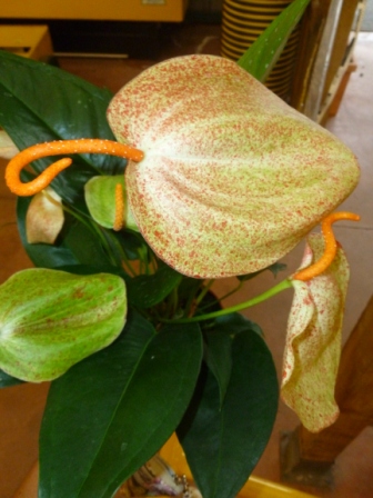 [Foto de planta, jardin, jardineria]