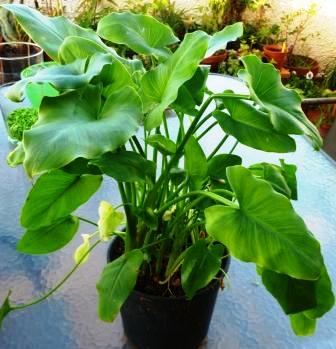 [Foto de planta, jardin, jardineria]