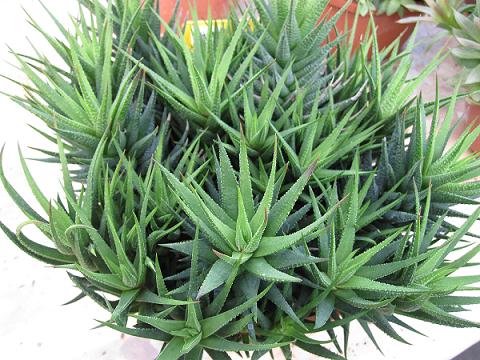 [Foto de planta, jardin, jardineria]
