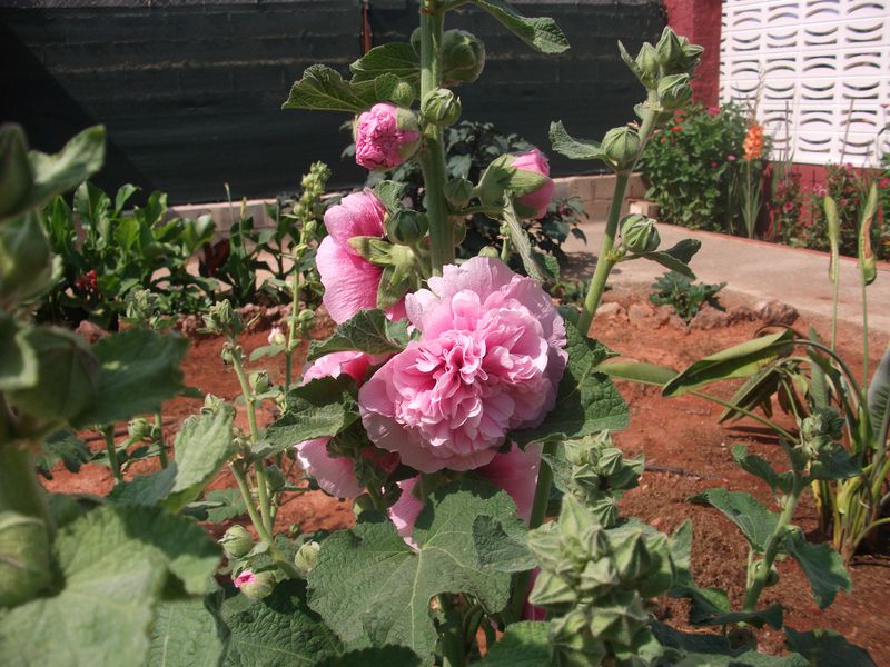 [Foto de planta, jardin, jardineria]