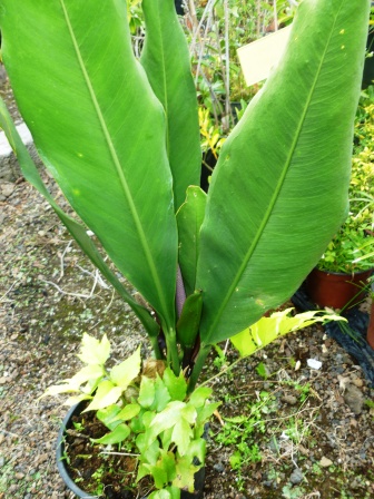 [Foto de planta, jardin, jardineria]