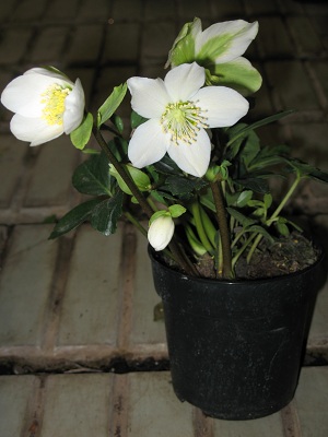 [Foto de planta, jardin, jardineria]