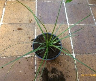 [Foto de planta, jardin, jardineria]