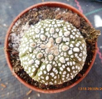 [Foto de planta, jardin, jardineria]